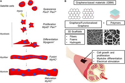 3D Graphene Scaffolds for Skeletal Muscle Regeneration: Future Perspectives